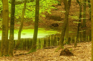. Sopot 'un etrafındaki moraine tepelerindeki kayın ağaçlarının arasındaki çamurlu, küçük bir orman göleti. Sonbahar renkleriyle dolu. Su aynasına yansıyan yeşilliğin aksine.