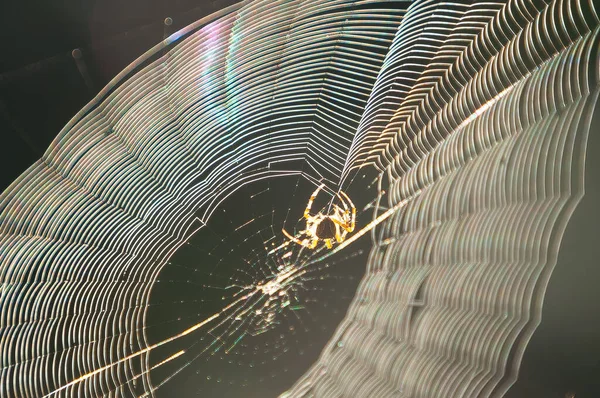 クモの巣の中央部にあるクモの巣の近くで太陽光にさらされて — ストック写真