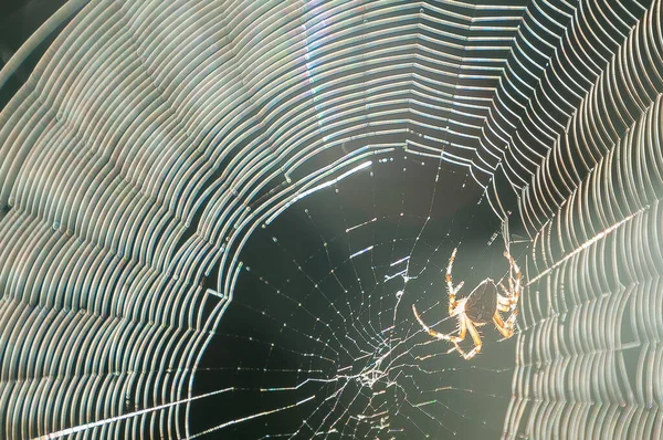 거미줄의 중앙에 거미의 사진은 햇빛에 — 스톡 사진
