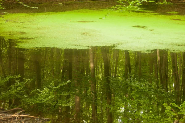 Das Grün Des Vergangenen Sommers Spiegel Eines Waldteiches Vor Dem — Stockfoto