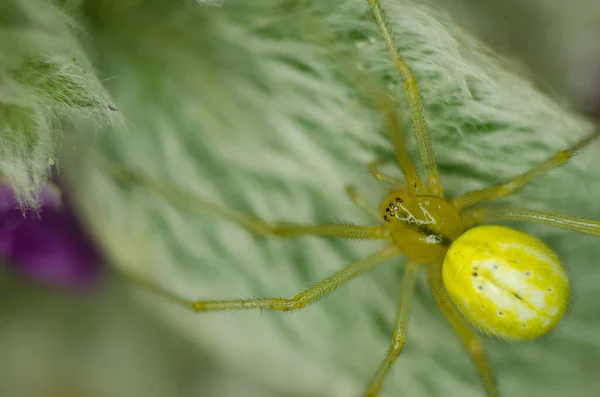 Eine Spinnengrüne Spinne Aus Nächster Nähe Auf Einem Haarigen Blatt — Stockfoto