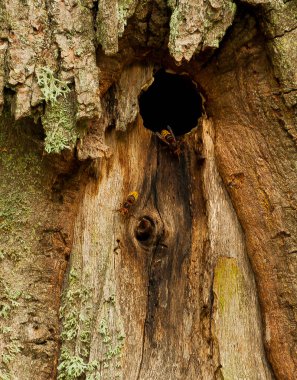 Eşek arılarının yaşadığı bir orman meşesi.