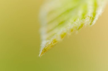 bulanık arkaplanda kayın yaprağının bir parçasının makro görüntüsü