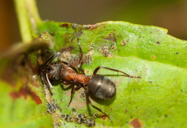 Üst Manzara Rudnica Karınca Formika Rufa Bir Yaprak Üzerinde — Stok fotoğraf