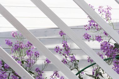 Bahçedeki tatlı çiçekler