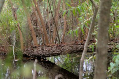 Yaşlı bir ağaçta büyüyen küçük ağaçlar yazın bataklıkta durgun bir su üzerinde tembelce büyür..