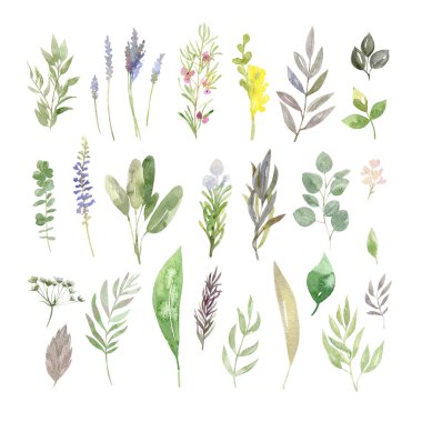 El suluboya otlar çiçek boyalı ve greenary yaprakları beyaz arka plan üzerinde izole topluluğu