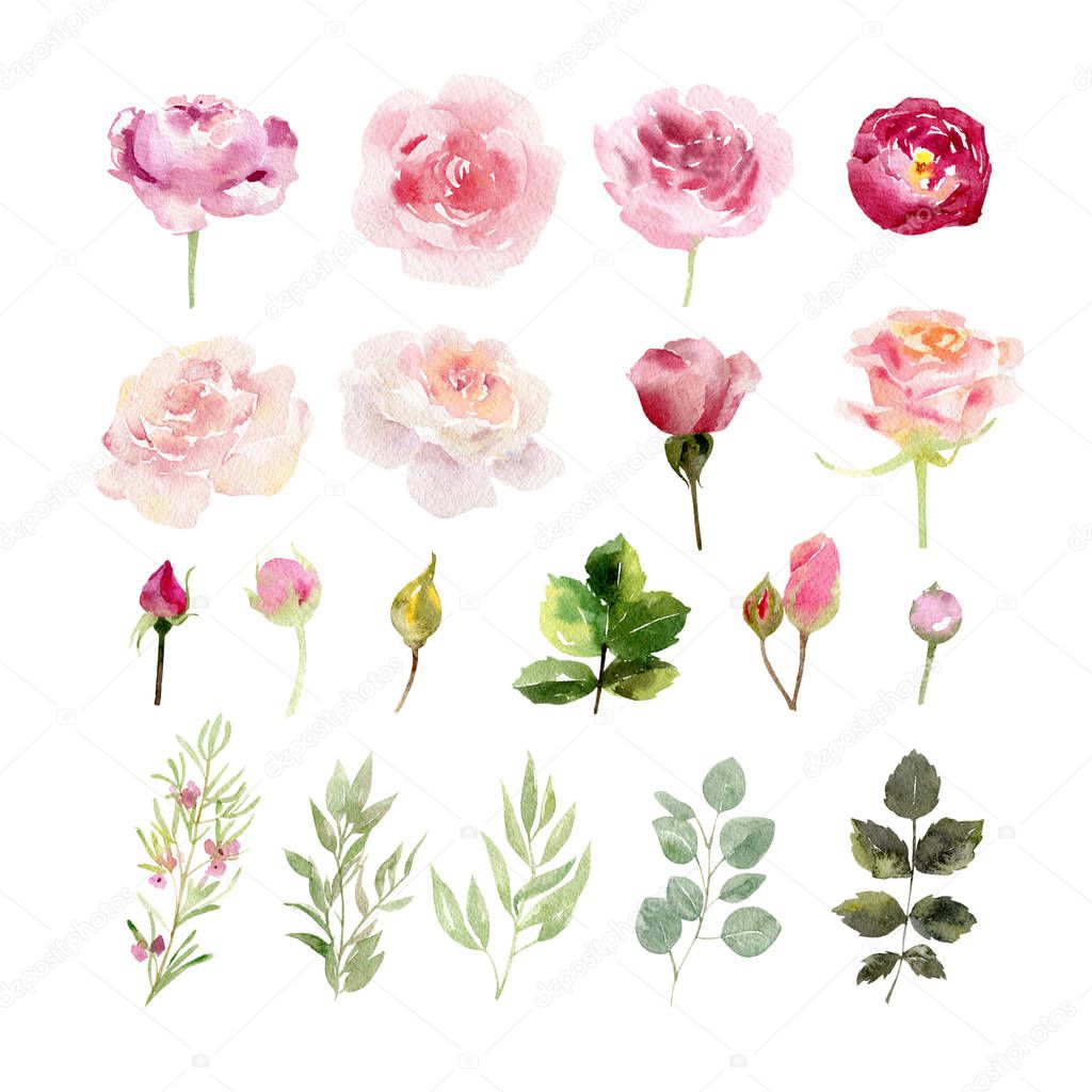 A collection of hand painted watercolor flowers roses and greenary leaves isolated on white background