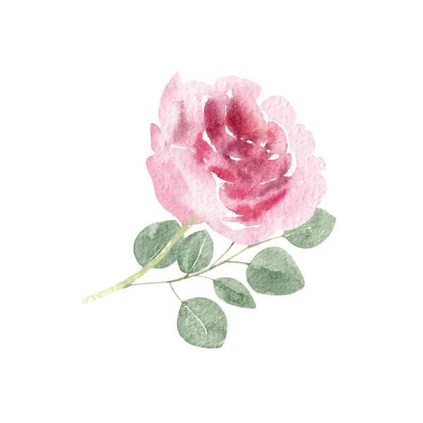 Handpainted watercolor rose and eucalyptus — Stock Photo, Image