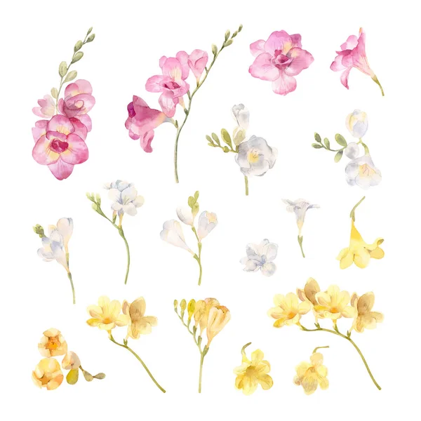 el boyalı suluboya çiçek freesias toplama