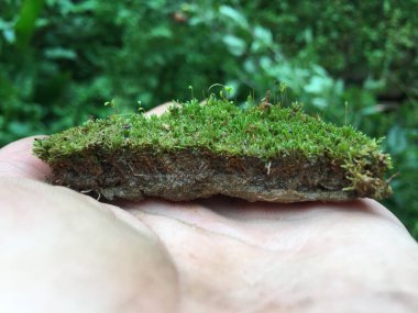 Çeşitli küçük bitki çeşitliliği içeren toprak yığınını tutan bir adam..