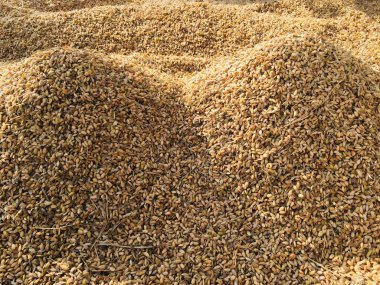 Hasattan sonra pirinç tanelerini güneşte kurutmak. Geleneksel pirinç tanelerini güneşte kurutma işlemi. Geleneksel depolama süreci.