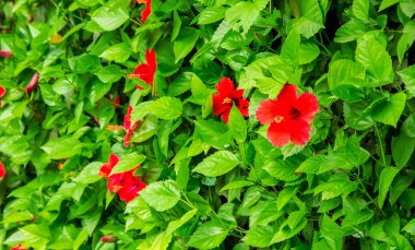 Çiçekli hibiscuses. seçici odak. 