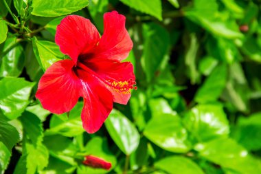 Çiçekli hibiscuses. seçici odak. 