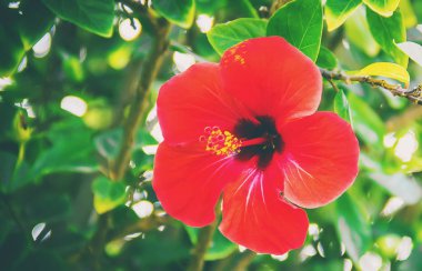 Çiçekli hibiscuses. seçici odak. 