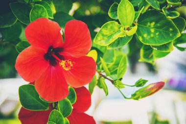 Çiçekli hibiscuses. seçici odak. 