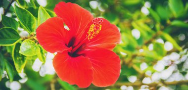 Çiçekli hibiscuses. seçici odak. 