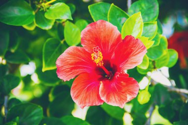 Çiçekli hibiscuses. seçici odak. 