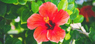 Çiçekli hibiscuses. seçici odak. 