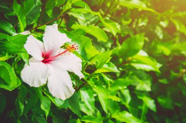 Çiçekli hibiscuses. seçici odak. 