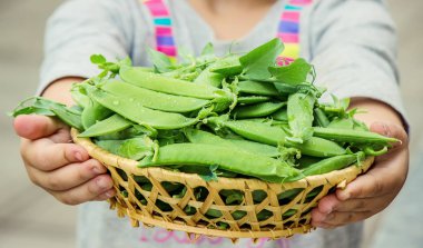 bezelye bir çocuğun elinde. seçici odak.