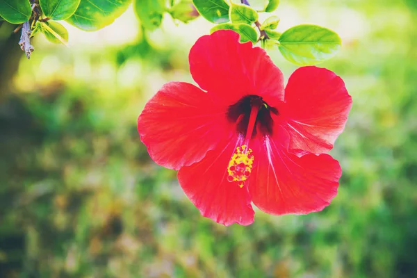 Çiçekli hibiscuses. seçici odak. 