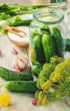 Salatalık dekapaj için hazırlık. Koruma. Seçici odak. 