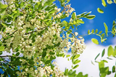 Akasya çiçek açar. Doğa. Seçici odak.