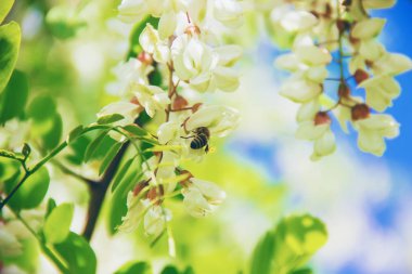Akasya çiçek açar. Doğa. Seçici odak.
