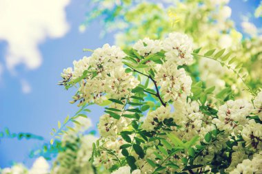 Akasya çiçek açar. Doğa. Seçici odak.