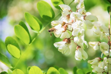 Akasya çiçek açar. Doğa. Seçici odak.