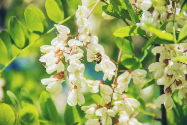 Akasya çiçek açar. Doğa. Seçici odak.