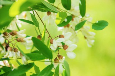Akasya çiçek açar. Doğa. Seçici odak.