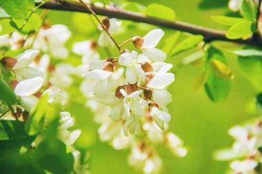 Akasya çiçek açar. Doğa. Seçici odak.