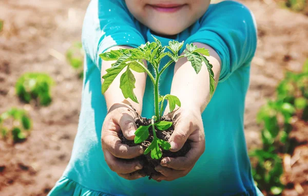 Seorang Anak Menanam Tanaman Kebun Fokus Selektif — Stok Foto