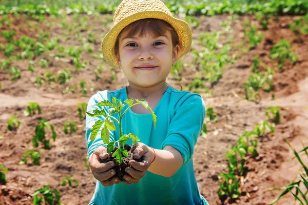 Seorang Anak Menanam Tanaman Kebun Fokus Selektif — Stok Foto
