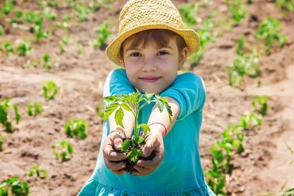 Seorang Anak Menanam Tanaman Kebun Fokus Selektif — Stok Foto