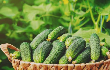 Ev yapımı salatalık yetiştirme ve hasat. seçici odak. 