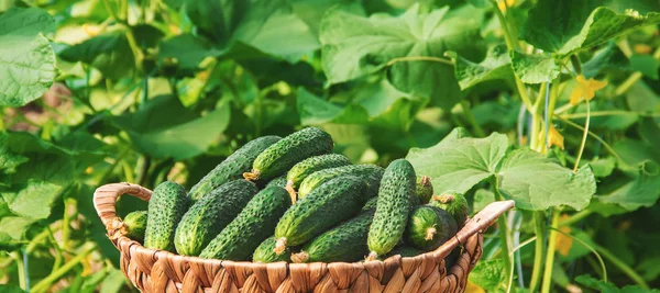 Zelfgemaakte Komkommer Teelt Oogst Selectieve Aandacht — Stockfoto