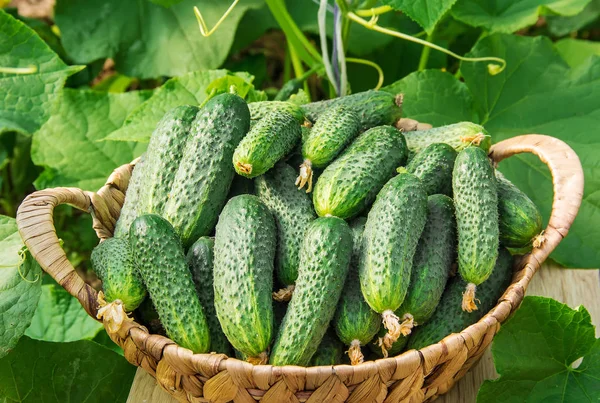 Hausgemachter Gurkenanbau Und Ernte Selektiver Fokus — Stockfoto