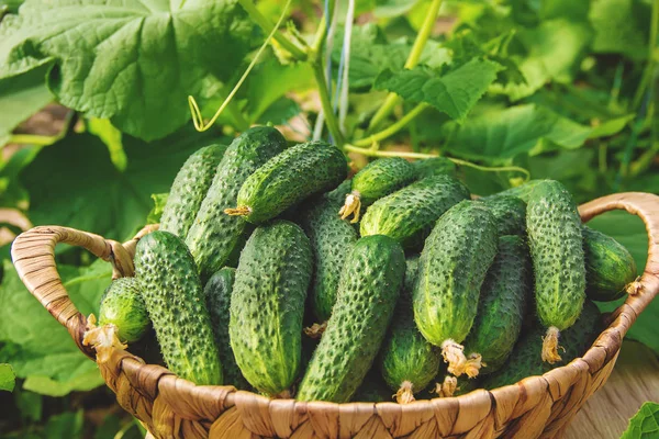 Hausgemachter Gurkenanbau Und Ernte Selektiver Fokus — Stockfoto