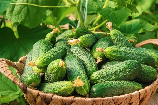 Ev yapımı salatalık yetiştirme ve hasat. seçici odak. 