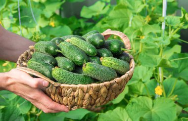 Ev yapımı salatalık yetiştirme ve hasat erkeklerin elinde. seçici odak.