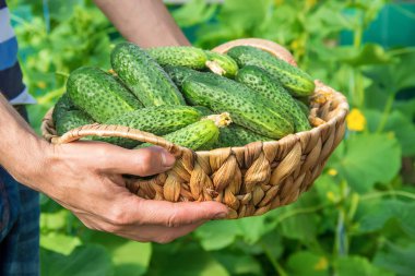 Ev yapımı salatalık yetiştirme ve hasat erkeklerin elinde. seçici odak.