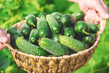 Ev yapımı salatalık yetiştirme ve hasat erkeklerin elinde. seçici odak.