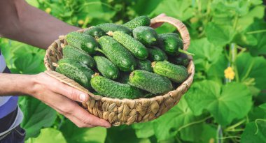 homemade cucumber cultivation and harvest in the hands of men. selective focus. clipart