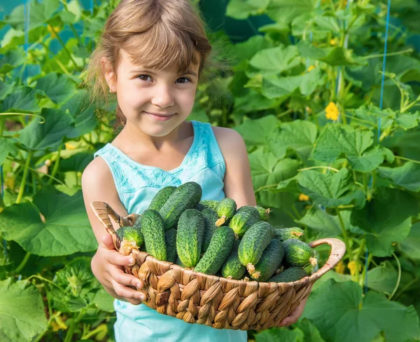 Yapımı Salatalık Yetiştirme Hasat Bir Çocuğun Elinde Seçici Odak — Stok fotoğraf