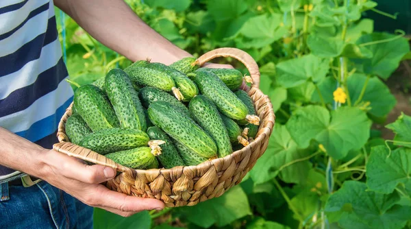 Cultivo Caseiro Pepino Colheita Nas Mãos Dos Homens Foco Seletivo — Fotografia de Stock