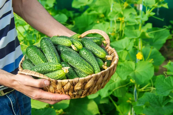 Hausgemachte Gurkenanbau Und Ernte Den Händen Der Männer Selektiver Fokus — Stockfoto