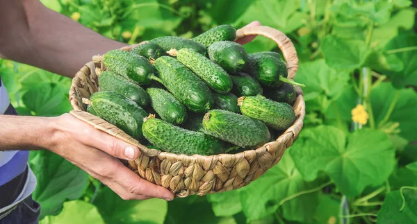 Cultivo Caseiro Pepino Colheita Nas Mãos Dos Homens Foco Seletivo — Fotografia de Stock